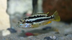 Melanochromis
