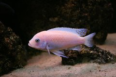 red_red
