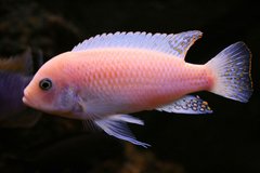Metriaclima estherae "red-red"