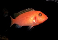 Maylandia estherae red-red