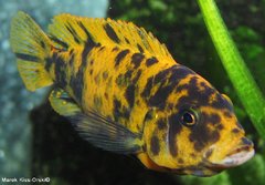 Metriaclima estherae "OB"