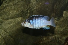 Labidochromis chisumulae