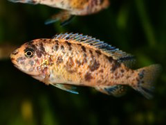 Labeotropheus trewavasae, Thumbi West