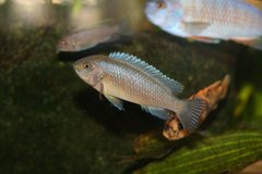 Labeotropheus trevawasae, mlody samiec