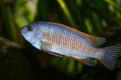 Labeotropheus trevawasae, samiec
