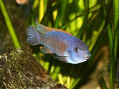L. trevawasae, samiec