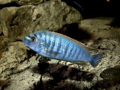 Labeotropheus fuelleborni, ,Makanjila Point