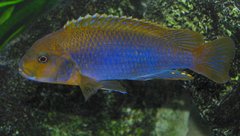 Iodotropheus sprengerae