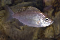Copadichromis sp. "virginalis gold"