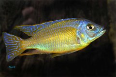 Othoparynx sp. golden blueface