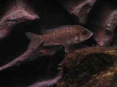 Aulonocara sp. "lwanda"