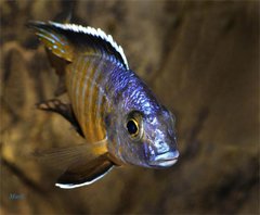 A. hueseri samiec