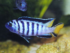 samiec elongatusa