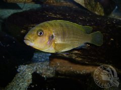 Samica Labidochromis hongi