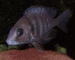 Placidochromis phenochilus lupingu tansania