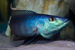 Champsochromis caeruleus