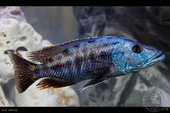 Tyrannochromis nigriventer