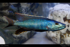 Champsochromis caeruleus