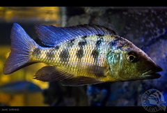 Fossorochromis rostratus