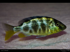 Nimbochromis venustus