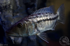 Tyrannochromis nigriventer