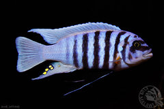 Metriaclima sp. "zebra chilumba", Maison Reef