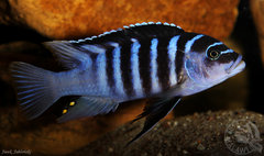 Metriaclima sp. "zebra chilumba", Luwino Reef