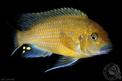 Pseudotropheus sp. "williamsi north" Makonde