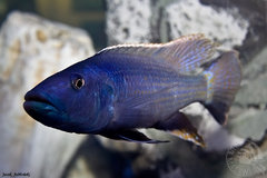 Champsochromis caeruleus