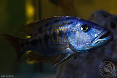 Tyrannochromis nigriventer