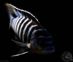 M. zebra chilumba Luwino Reef