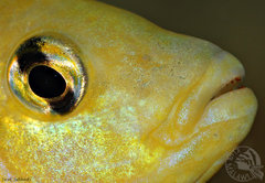 Labidochromis caeruleus