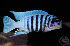 Metriaclima sp. "zebra chilumba", Maison Reef