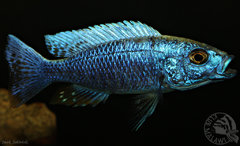 Scianochromis fryeri iceberg