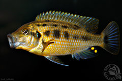 Pseudotropheus sp. "williamsi north"