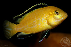 Labidochromis caeruleus