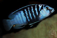 Labidochromis chisumulae