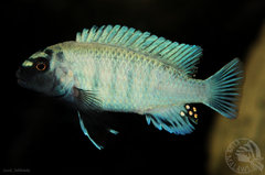 Pseudotropheus sp. "polit"