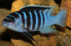 Metriaclima sp. "zebra chilumba", Luwino Reef