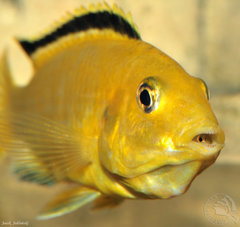 Labidochromis caeruleus