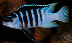 Metriaclima sp. "zebra chilumba", Luwino Reef