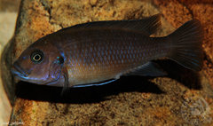 Metriaclima sp. "zebra chilumba", Luwino Reef