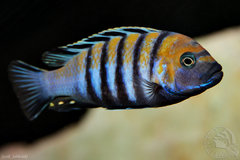 Cynotilapia afra "cobue"