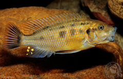 Pseudotropheus sp. "williamsi north"