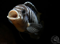 M. zebra chilumba Luwino Reef