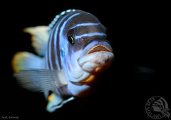 M. zebra chilumba Luwino Reef