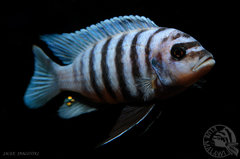 M. zebra chilumba maisoni reef