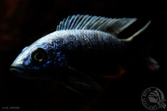 Sciaenochromis fryeri