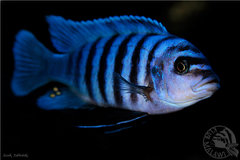 M. zebra chilumba maisoni reef