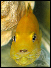 Labidochromis caeruleus